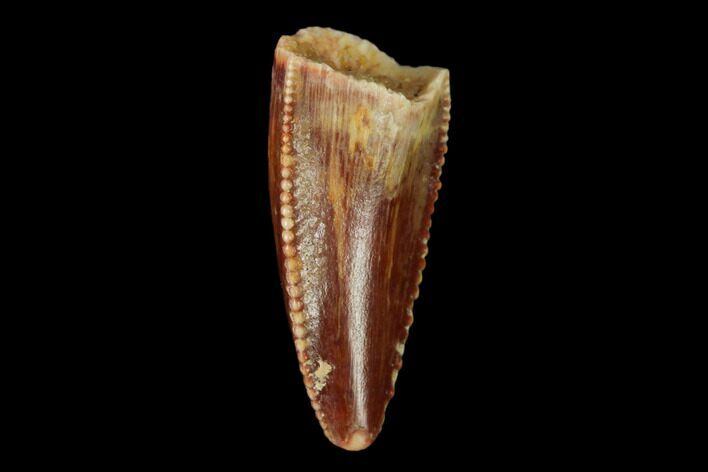 Serrated, Raptor Tooth - Real Dinosaur Tooth #158938